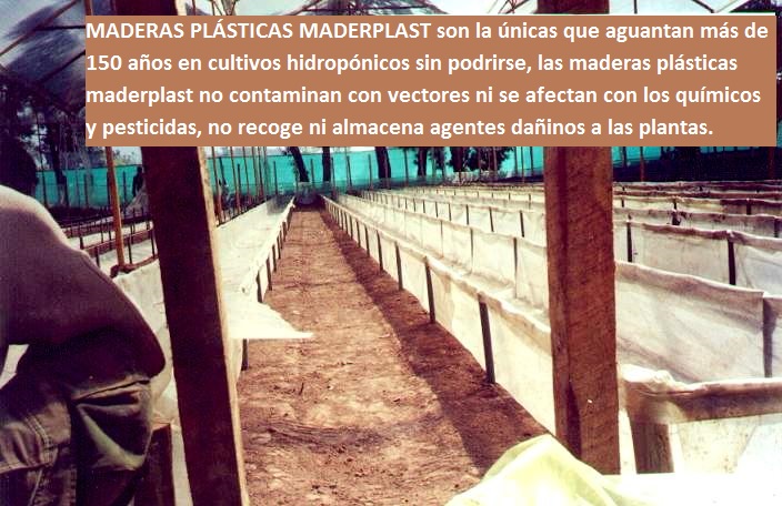 hidroponía como se preparan cultivos hidropónicos flores hidropónicas como se hace el cultivo tecnificado flor de invernadero cultivo hidropónico tecnificado maderplast surcos camas tutores 003 hidroponía como se preparan cultivos hidropónicos flores hidropónicas como se hace el cultivo tecnificado flor de invernadero cultivo hidropónico hidroponía como se preparan cultivos hidropónicos flores hidropónicas como se hace el cultivo tecnificado flor de invernadero cultivo hidropónico tecnificado maderplast surcos camas tutores 003 tecnificado maderplast surcos camas tutores 003